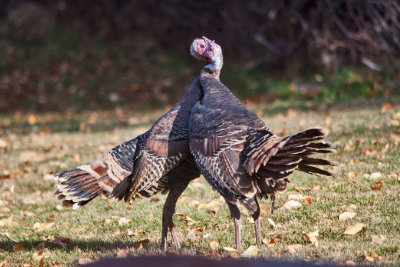 5092 Turkeys fighting