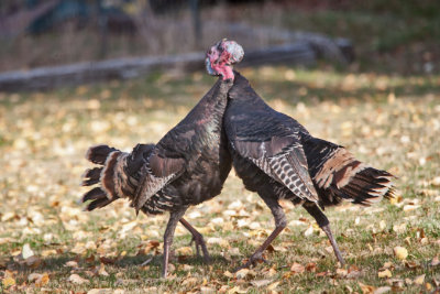 5093 Turkeys fighting