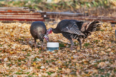 5098 Turkeys fighting