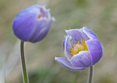 Crocus