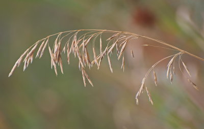 Zoom Lens Closeup