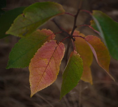 Zoom Lens Closeup 2