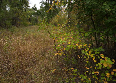 Wide Angle Approach 2