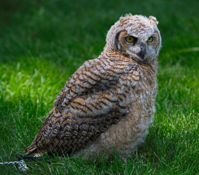 Baby Owl