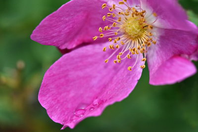 Wild Rose