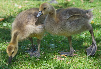 Goslings of the Canada Goose