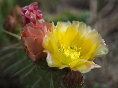 Cactus Flowers