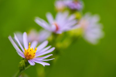 More Macro