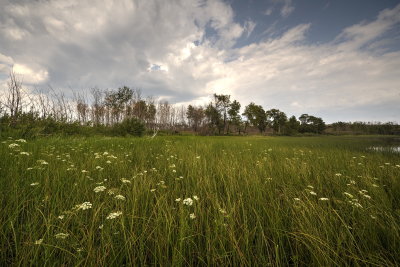 Walking through the grasses