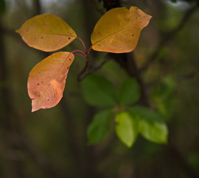 Change of Seasons
