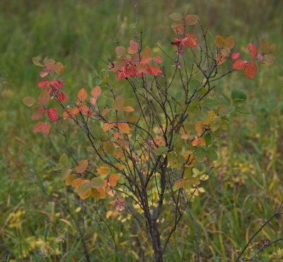 Shrub