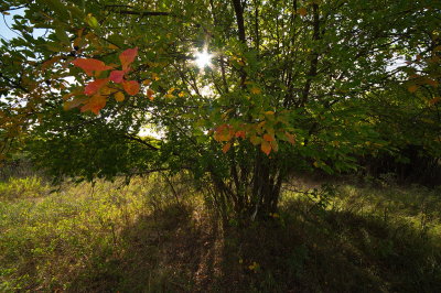 Sun Shining Through