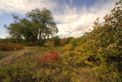 Leaves Blowing In The Wind