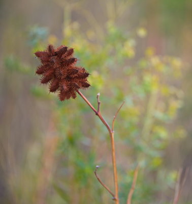 Thistles