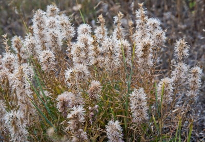 Weeds