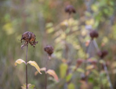 Weeds 3