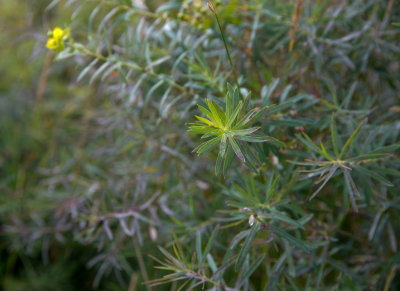 Weeds 4