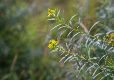 Weeds 5