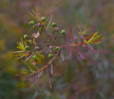 Weeds 6