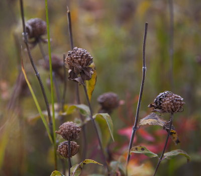 Weeds 7