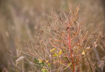 Weeds 10