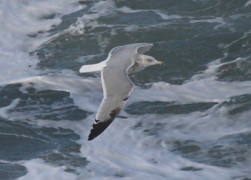 Smith_4c_Montara_CA_20110119_005.JPG