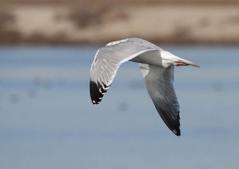 Smith_ad_Alviso_CA_20110120_015.JPG