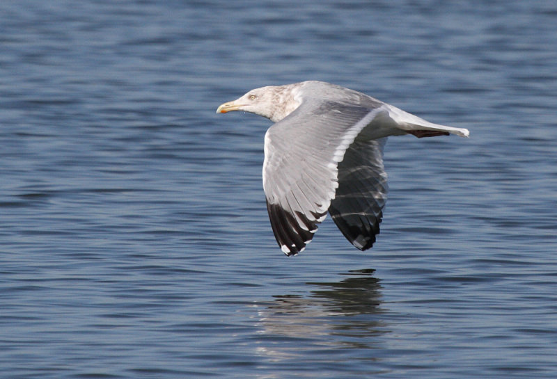 Smith_ad_Alviso_CA_20110120_031 (2).JPG