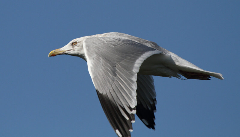 Smith_ad_Alviso_CA_20110120_074.JPG