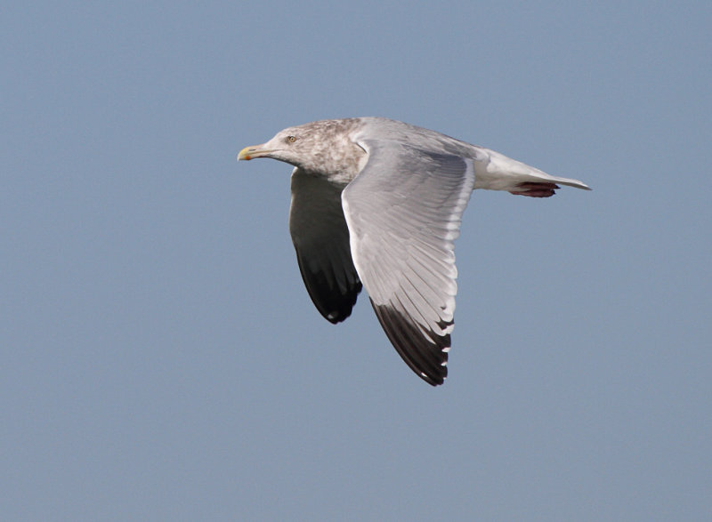Smith_ad_Alviso_CA_20110120_101.JPG
