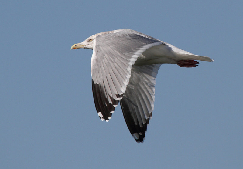 Smith_ad_Alviso_CA_20110120_133.JPG