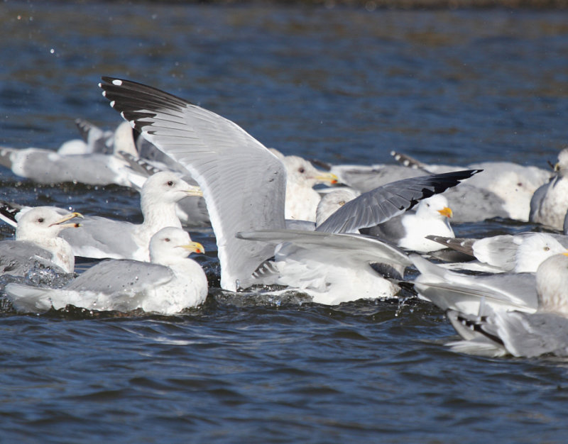 Smith_ad_BodegaBay_CA_20110127_021.JPG