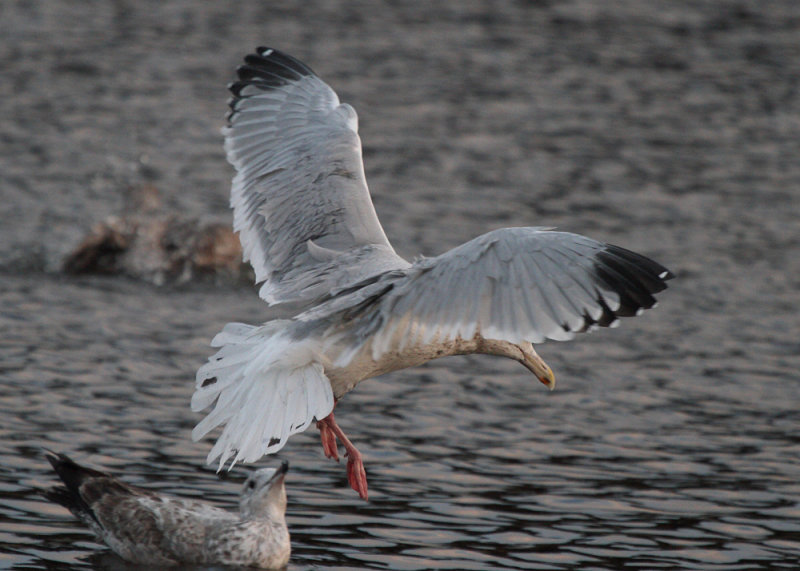 Smith_nearAd_Monterey_CA_20110130_003.JPG