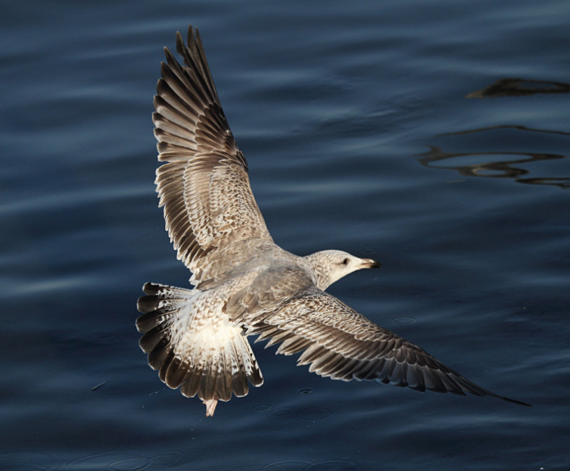 VegaGull_1c_Chiba_Japan_20120313_284.JPG
