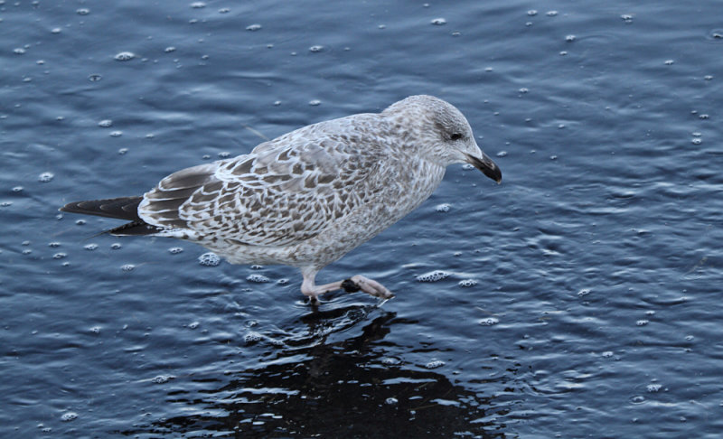 VegaGull_1c_Choshi_Japan_20120313_002.JPG