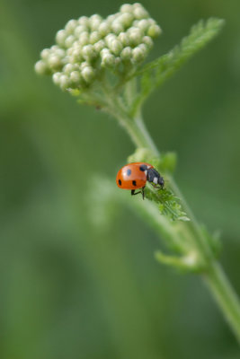 Ladybird in the spotlight