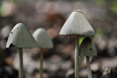 More mushrooms 