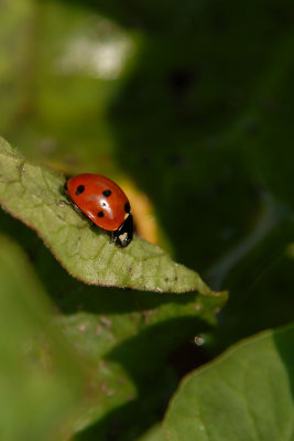 Ladybird