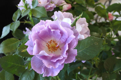 An unusual colour rose