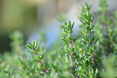 Rosemary