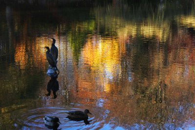 Cormorants on golden pond