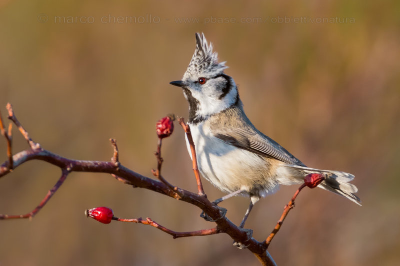 European Crested Tit - Cincia Dal Ciuffo (Parus cristatus = Lophophanes cristatus)