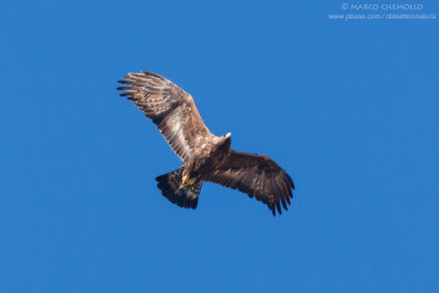 Golden eagle - Aquila reale (Aquila chrysaetos)