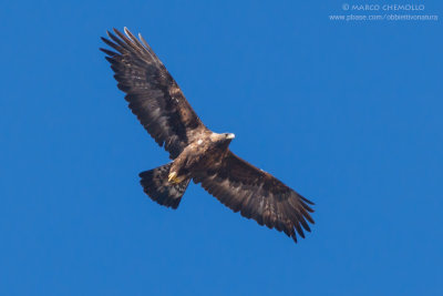 Golden eagle - Aquila reale (Aquila chrysaetos)