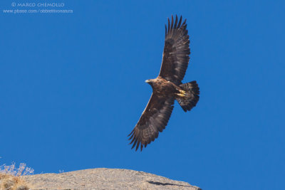 Golden eagle - Aquila reale (Aquila chrysaetos)