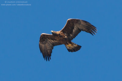 Golden eagle - Aquila reale (Aquila chrysaetos)