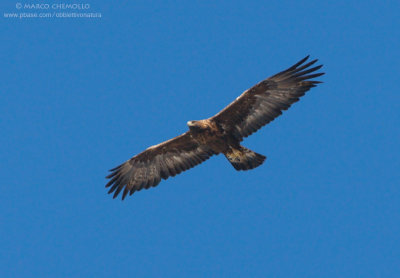 Golden eagle - Aquila reale (Aquila chrysaetos)
