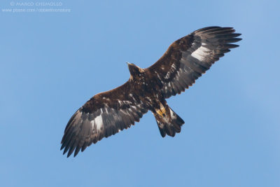 Golden eagle - Aquila reale (Aquila chrysaetos)