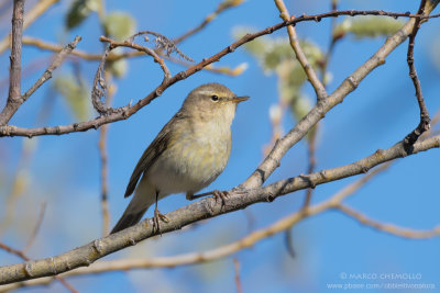 Lu piccolo - Chiffchaff (Phylloscopus collybita)