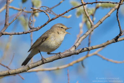 Lu piccolo - Chiffchaff (Phylloscopus collybita)